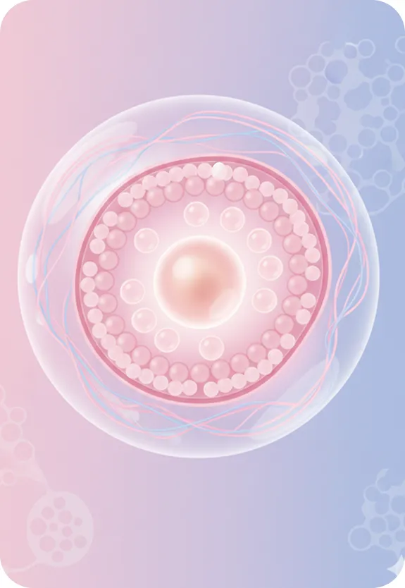 What Are Follicles?